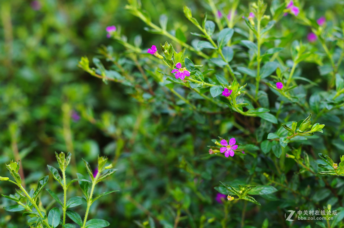 那些漂亮的花儿