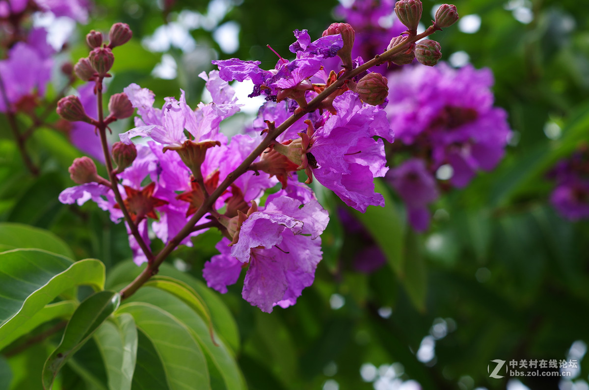 那些漂亮的花儿