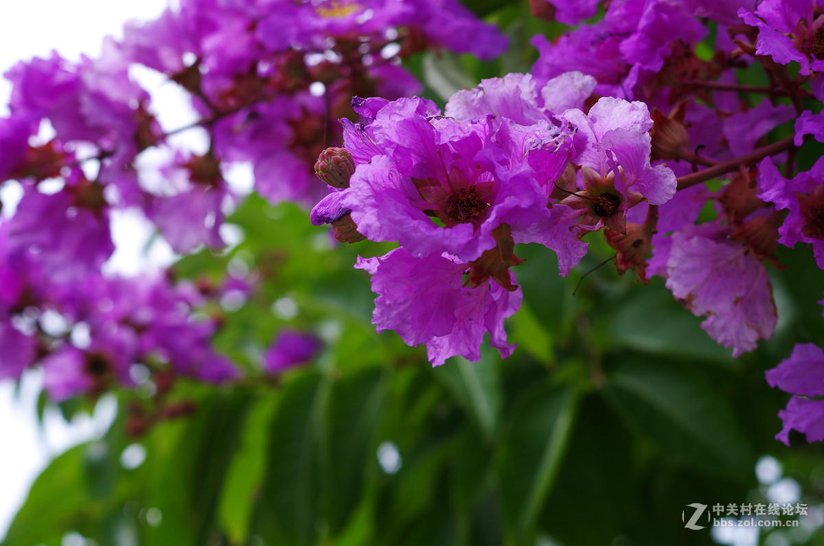 那些漂亮的花儿