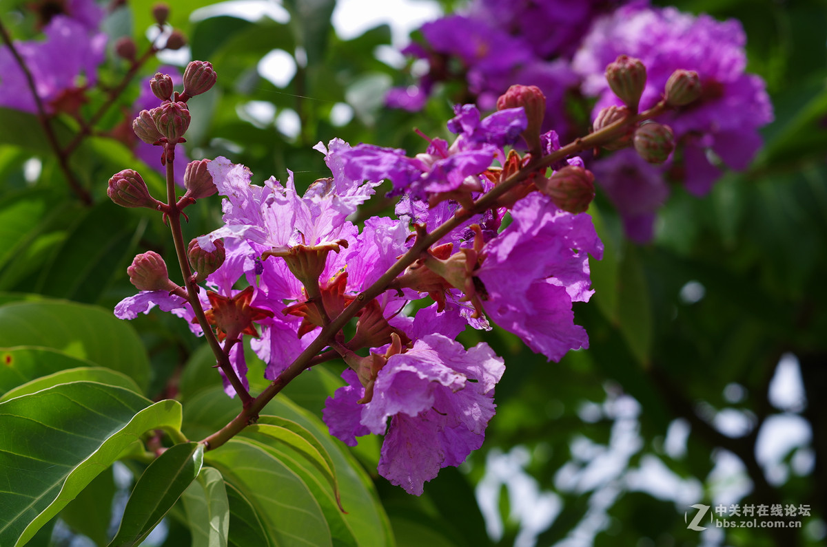那些漂亮的花儿