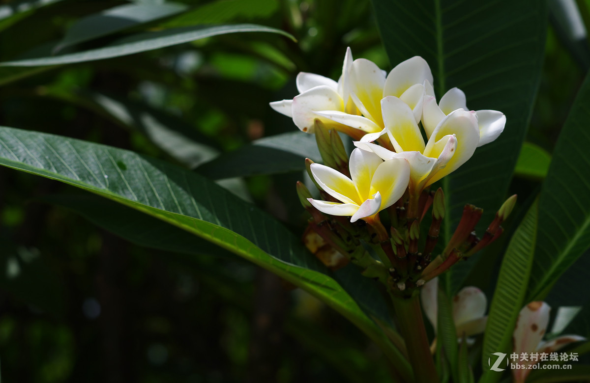 那些漂亮的花儿