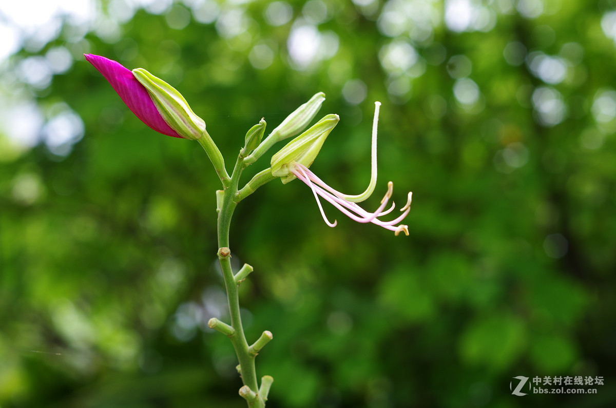 那些漂亮的花儿