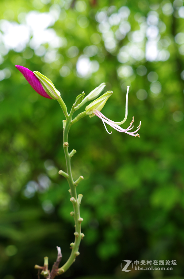 那些漂亮的花儿