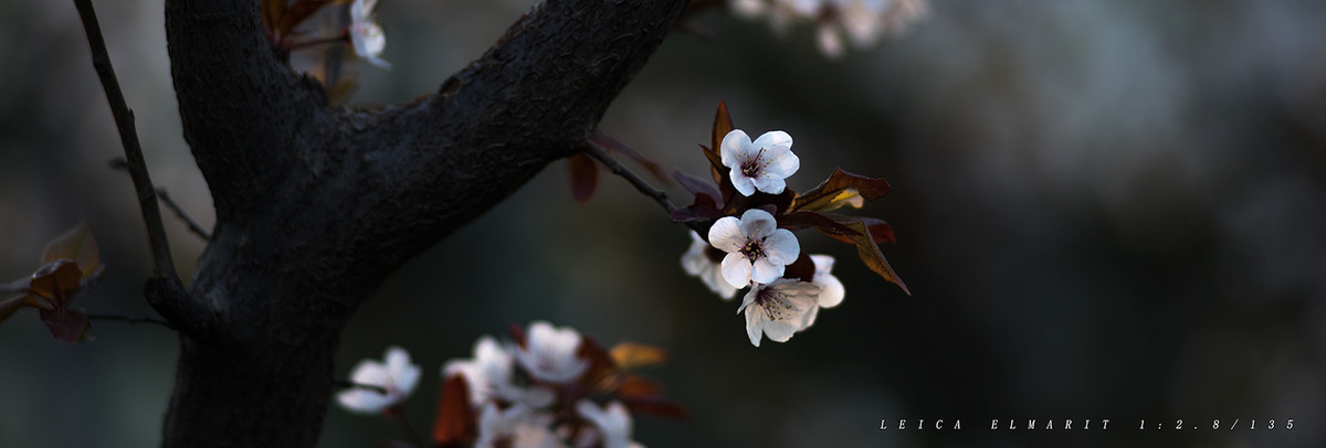 转接LEICA ELMARIT 1:2.8/135