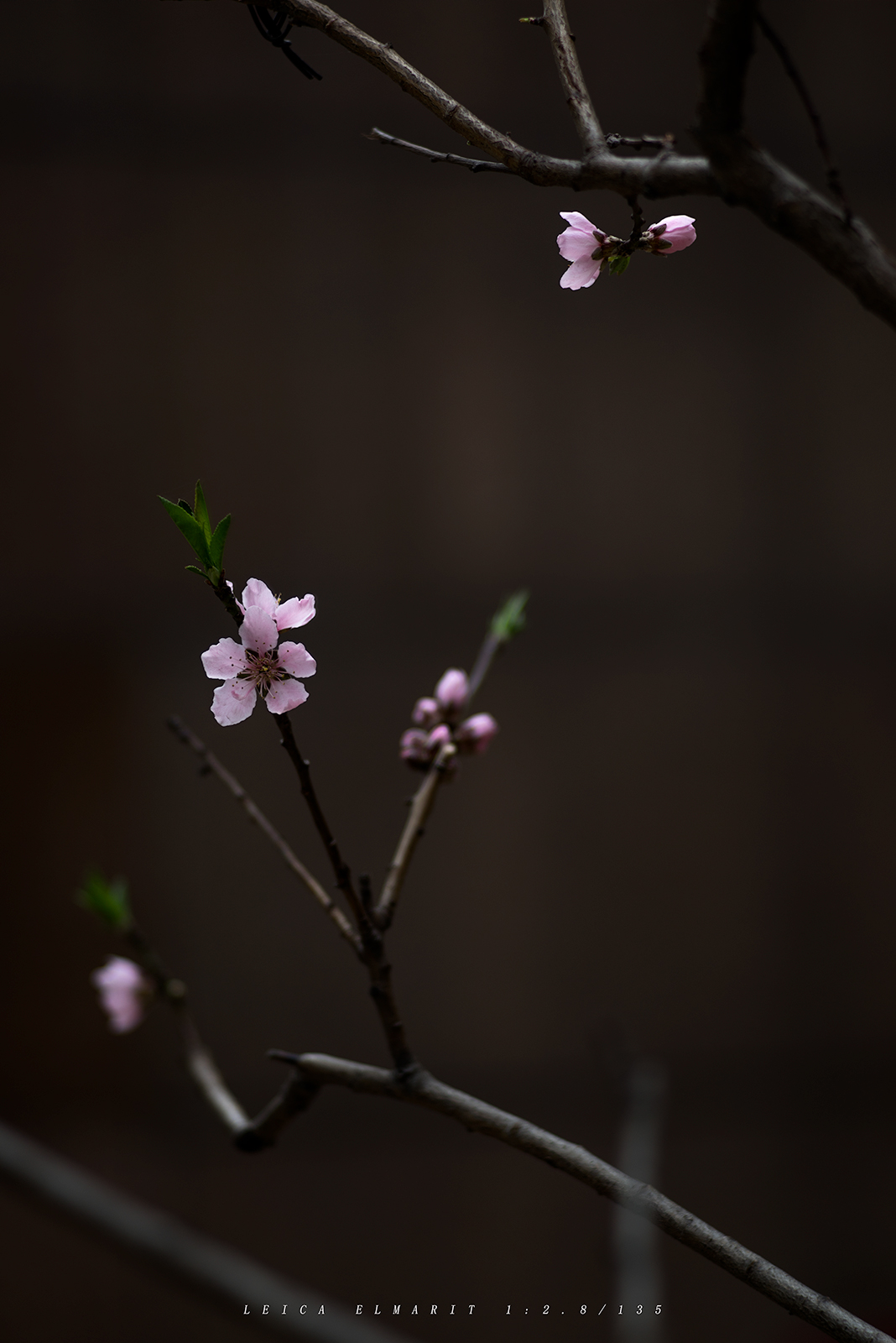 转接LEICA ELMARIT 1:2.8/135