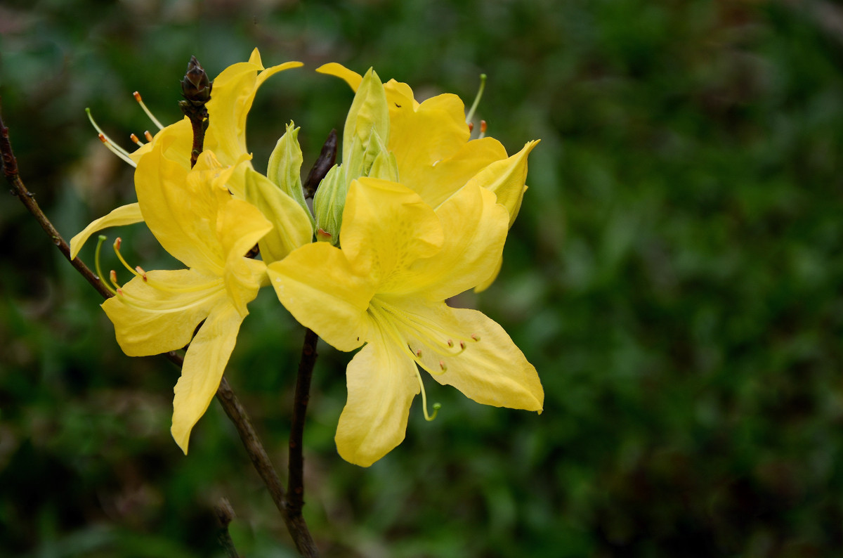黄杜鹃