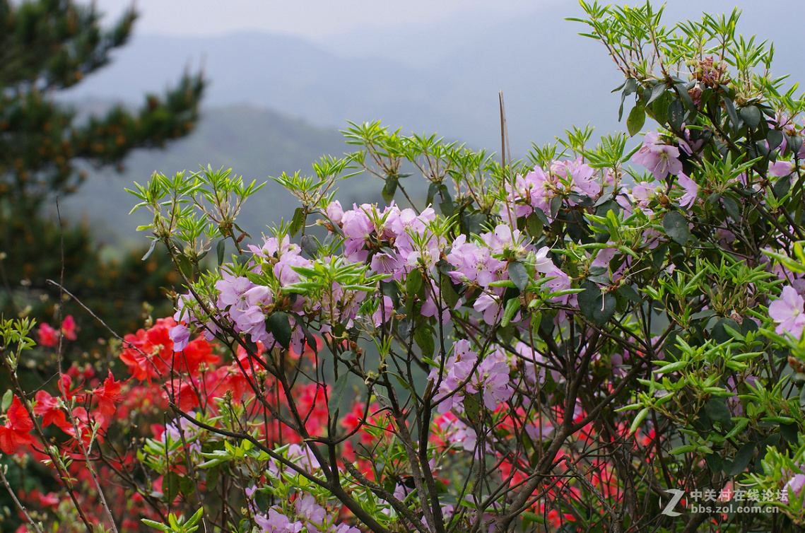 嶺上開遍映山紅