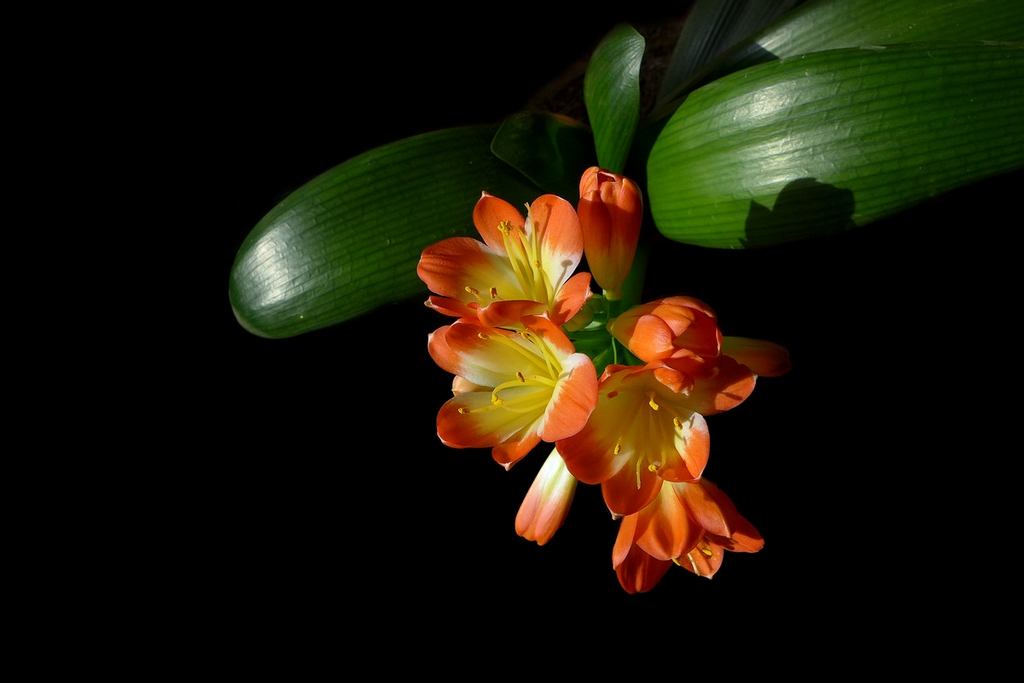 #版主坐堂#《我镜头下最美的花儿》摄影比赛活动评比结果公告