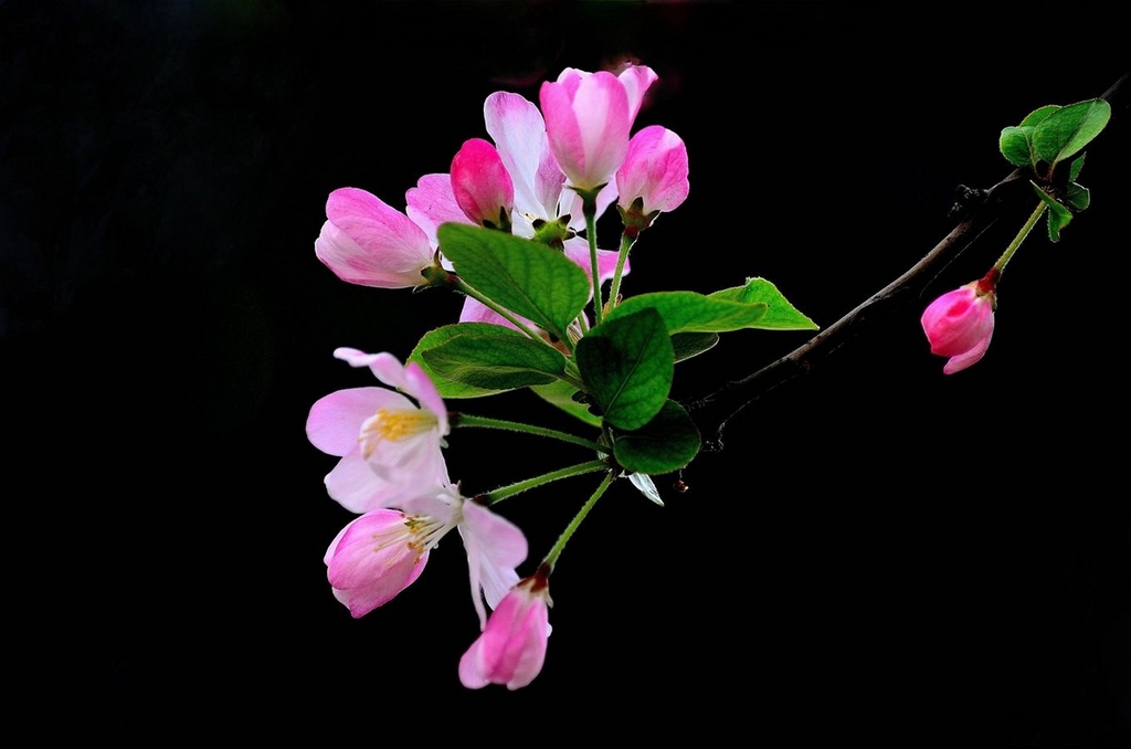 #版主坐堂#《我镜头下最美的花儿》摄影比赛活动评比结果公告