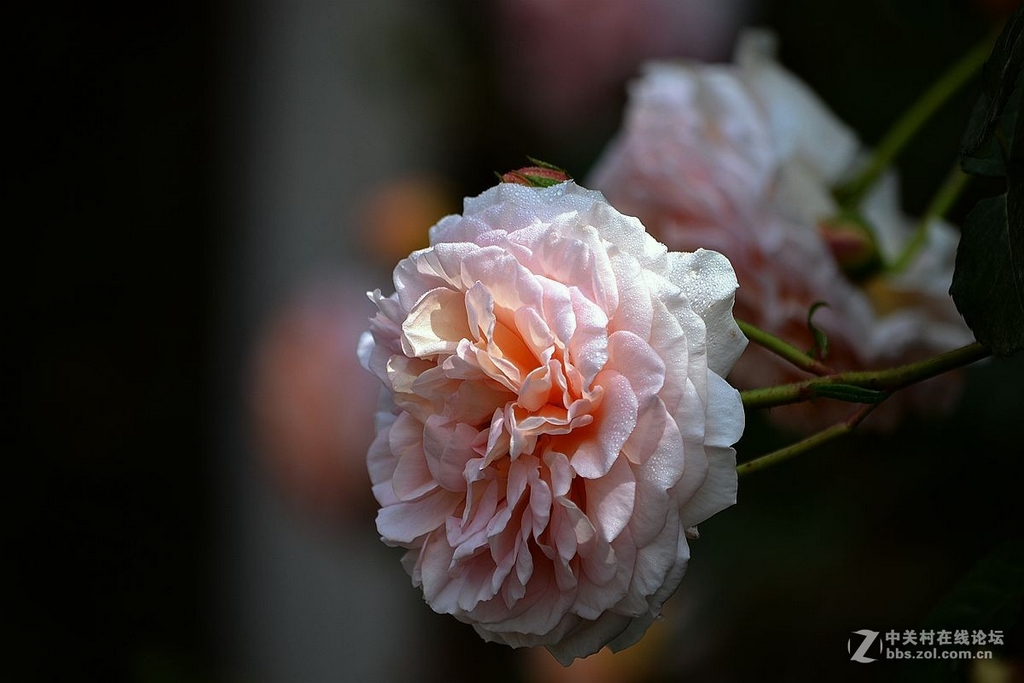 #版主坐堂#《我镜头下最美的花儿》摄影比赛活动评比结果公告