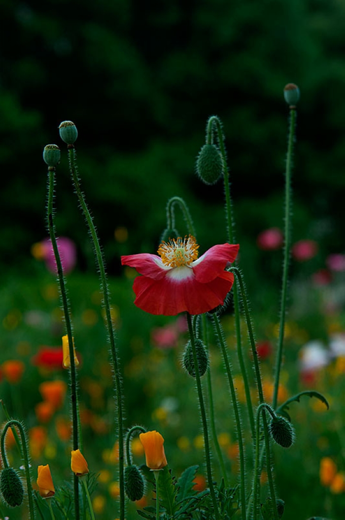 #版主坐堂#《我镜头下最美的花儿》摄影比赛活动评比结果公告
