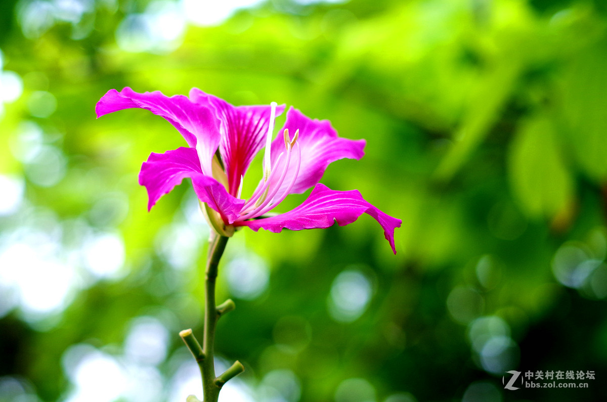 那些漂亮的花儿