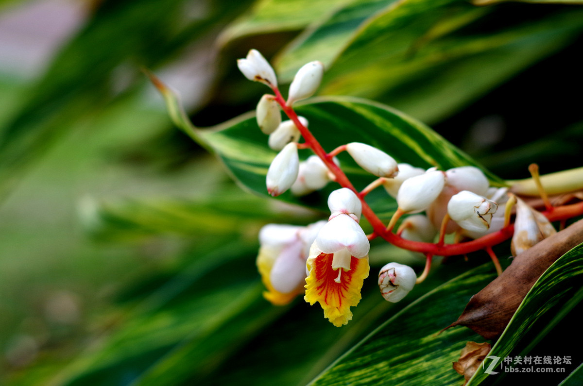 那些漂亮的花儿