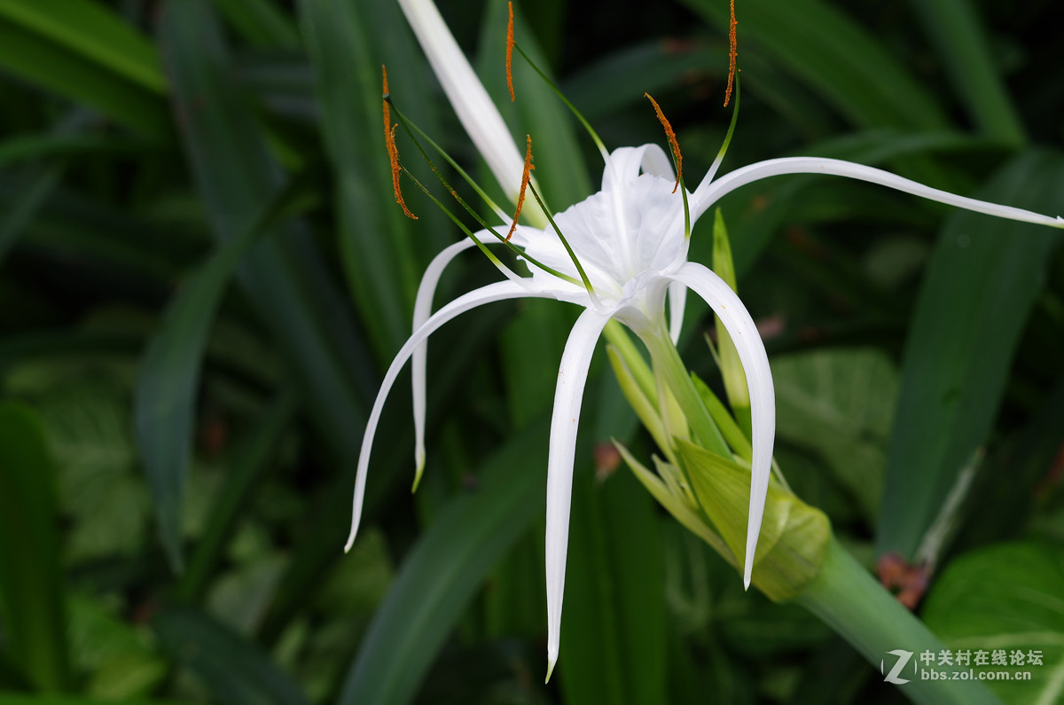 那些漂亮的花儿