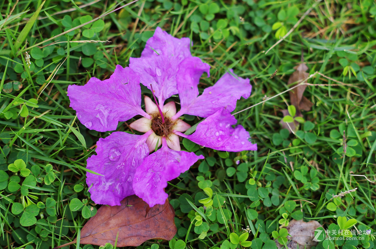 那些漂亮的花儿