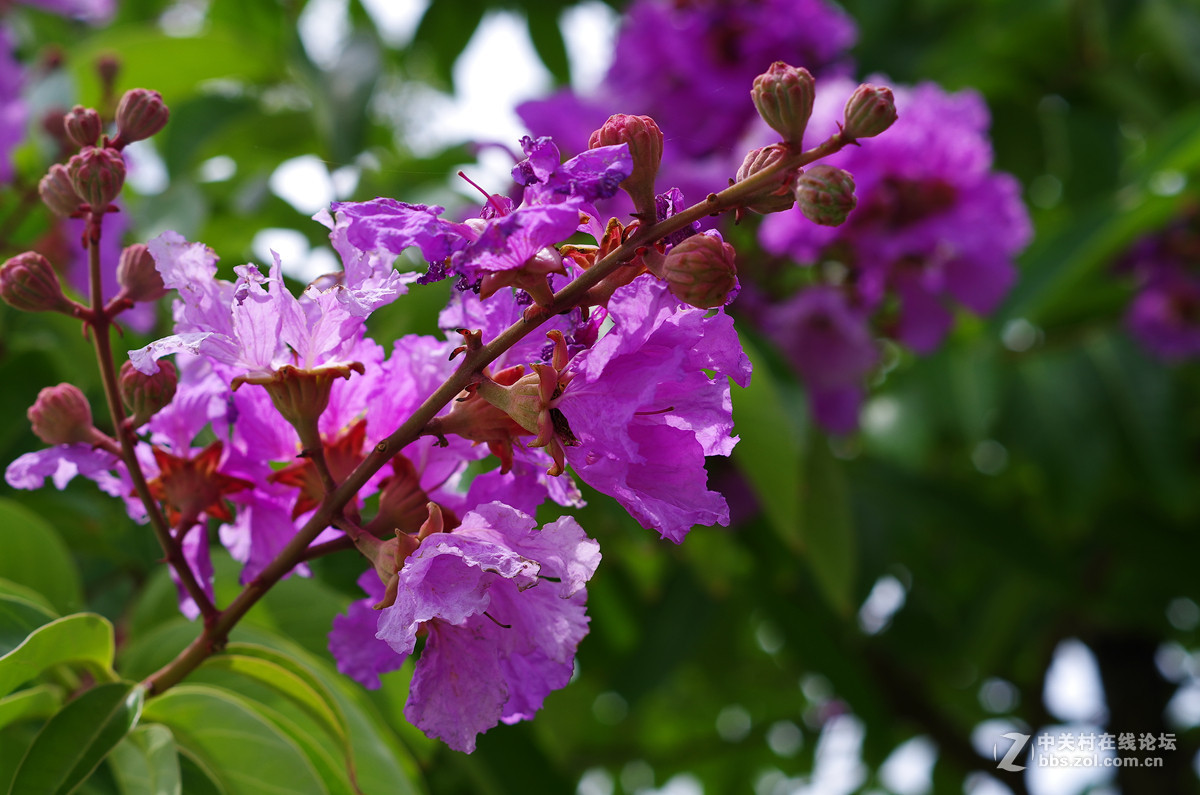 那些漂亮的花儿