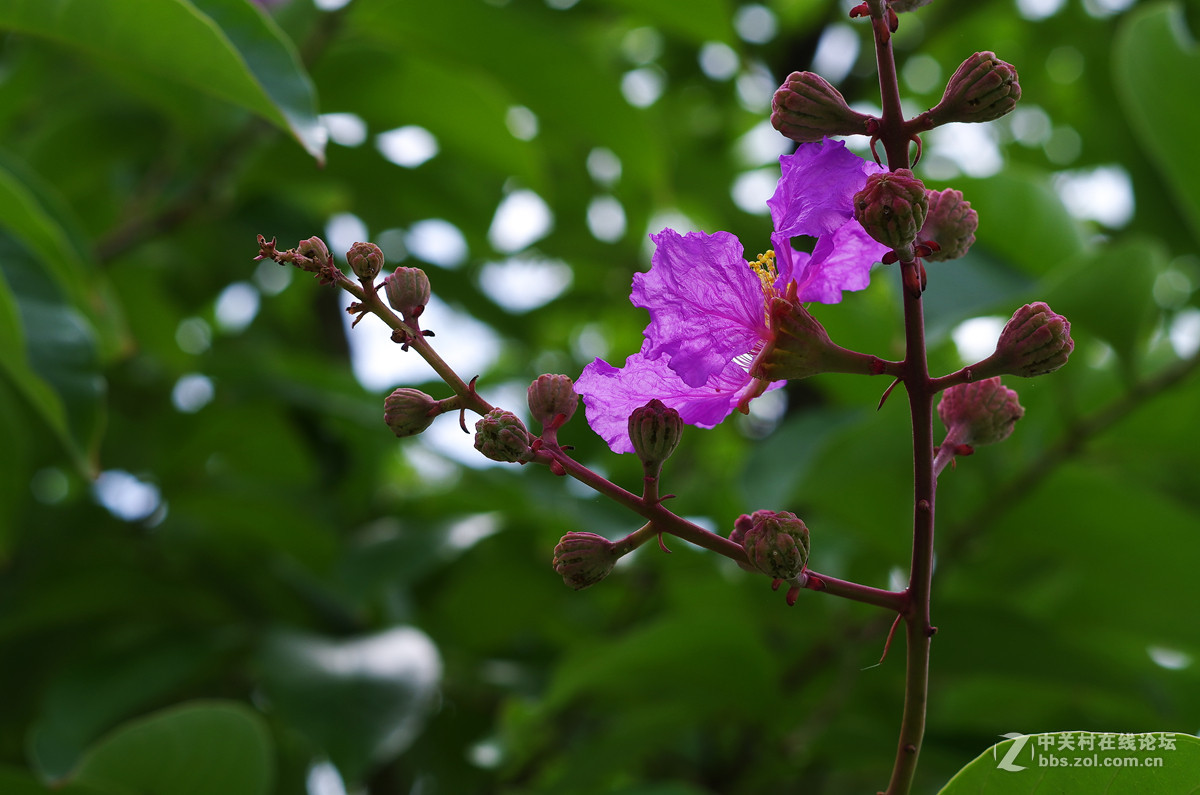 那些漂亮的花儿