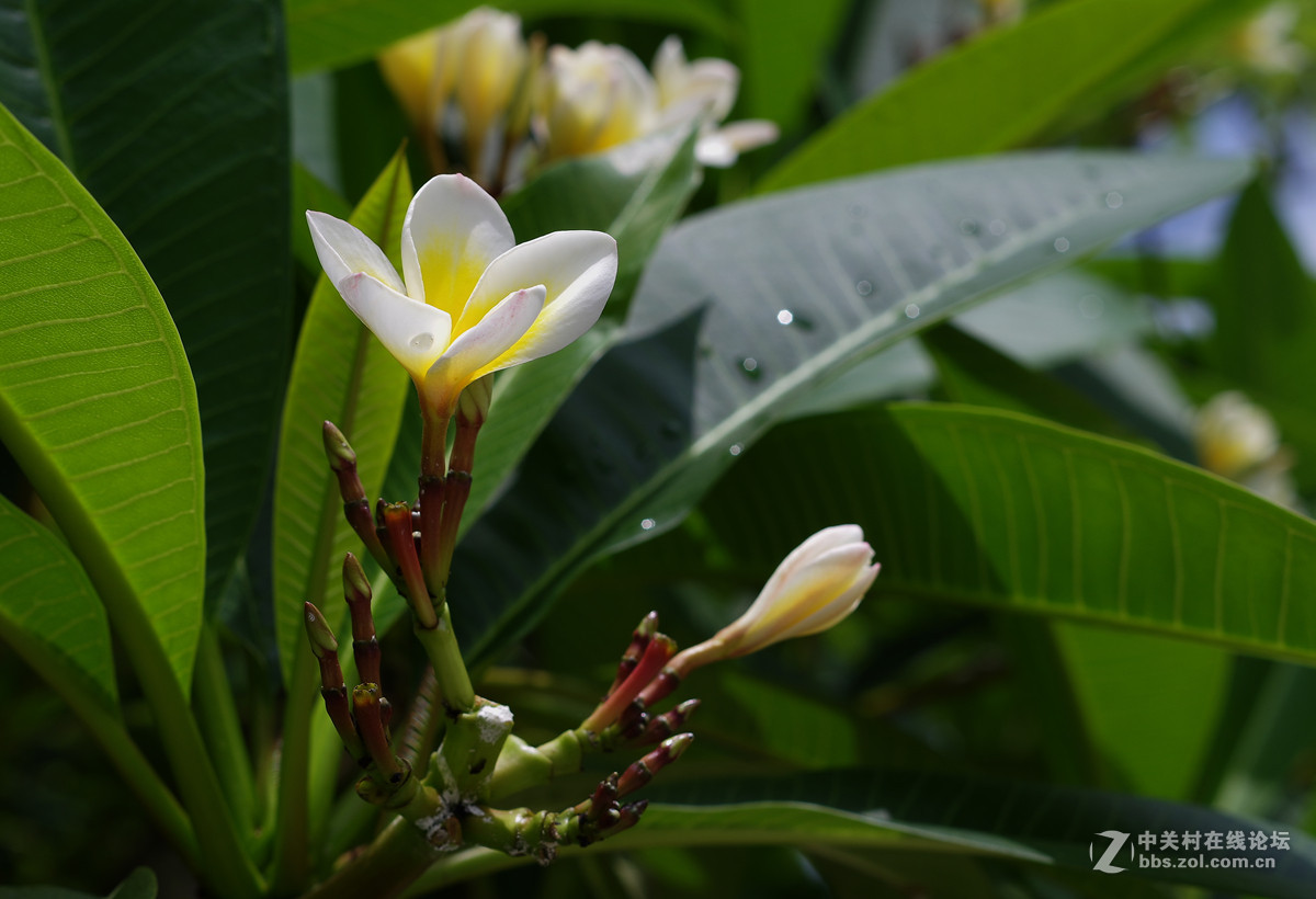 那些漂亮的花儿