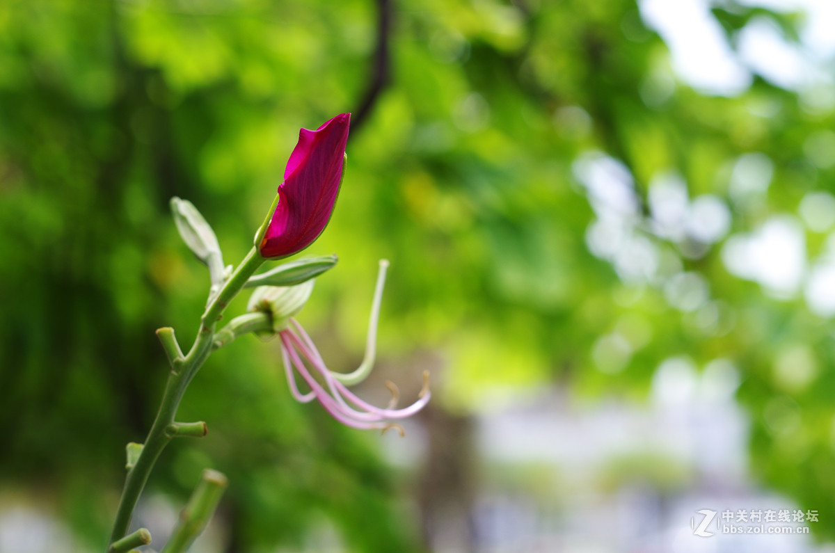 那些漂亮的花儿