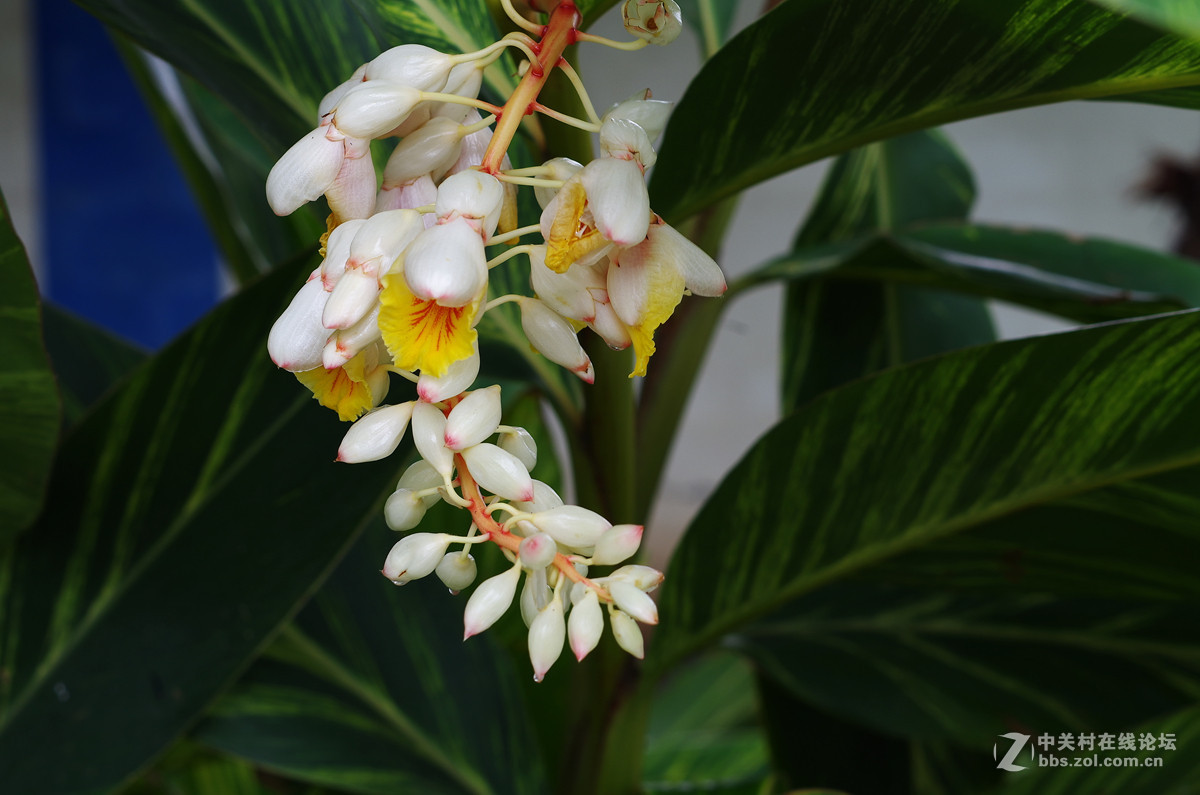 那些漂亮的花儿
