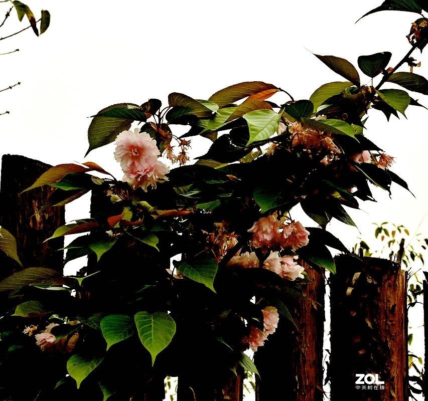 [ 成 都 市 音 乐 百 花 谷 萌宠乐园 ] ( 42 )