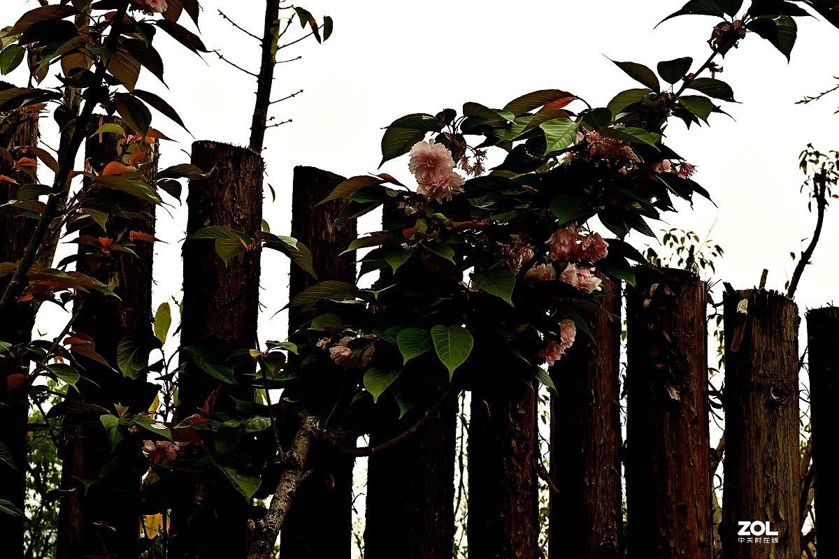 [ 成 都 市 音 乐 百 花 谷 萌宠乐园 ] ( 41 )