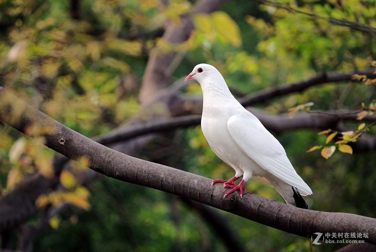 树上的白鸽子15