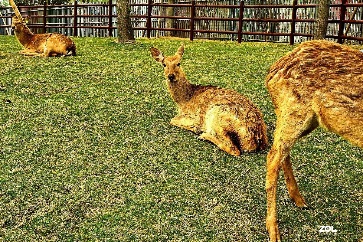 [ 成 都 市 音 乐 百 花 谷 萌宠乐园 ] ( 41 )