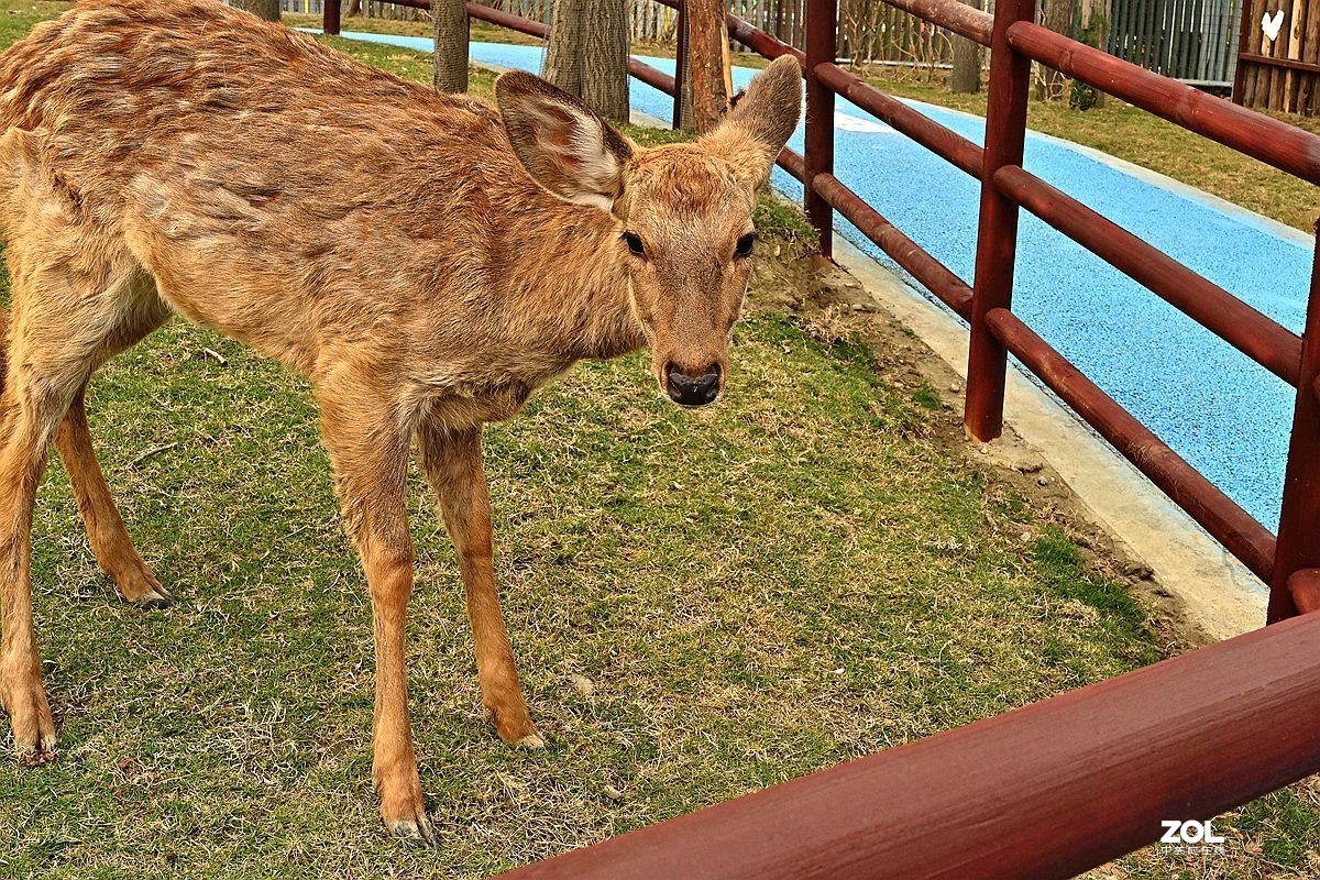 [ 成 都 市 音 乐 百 花 谷 萌宠乐园 ] ( 41 )