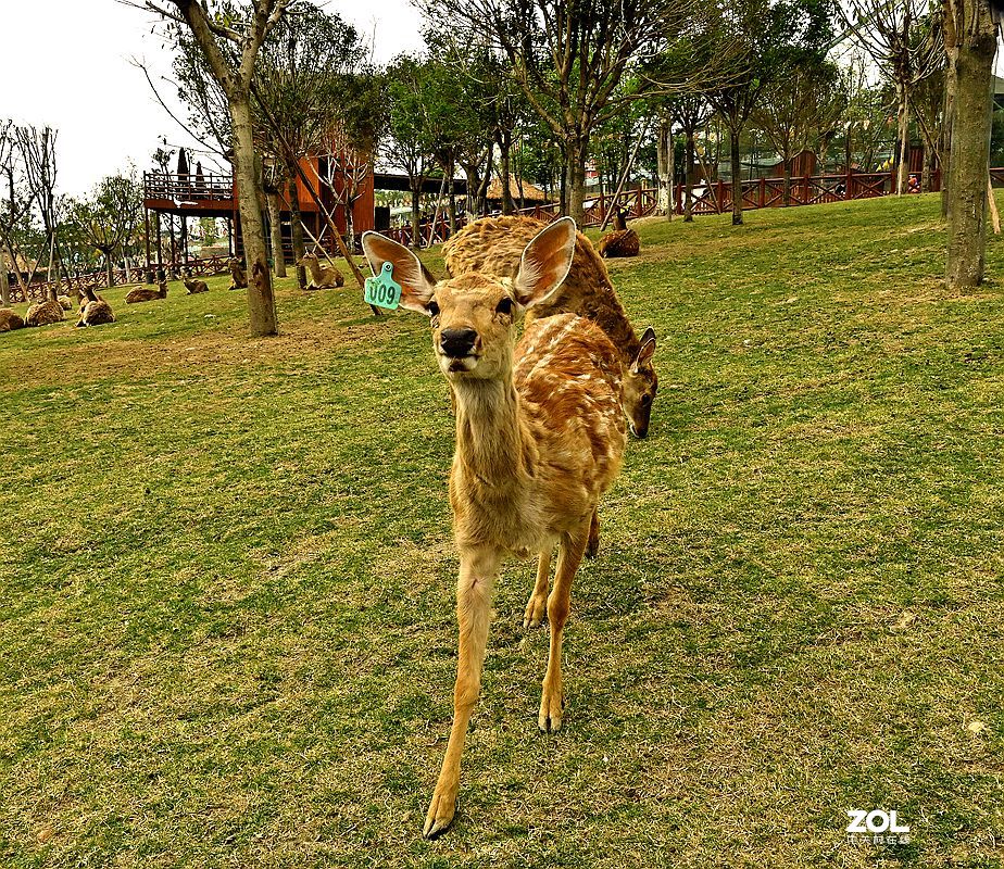 [ 成 都 市 音 乐 百 花 谷 萌宠乐园 ] ( 41 )