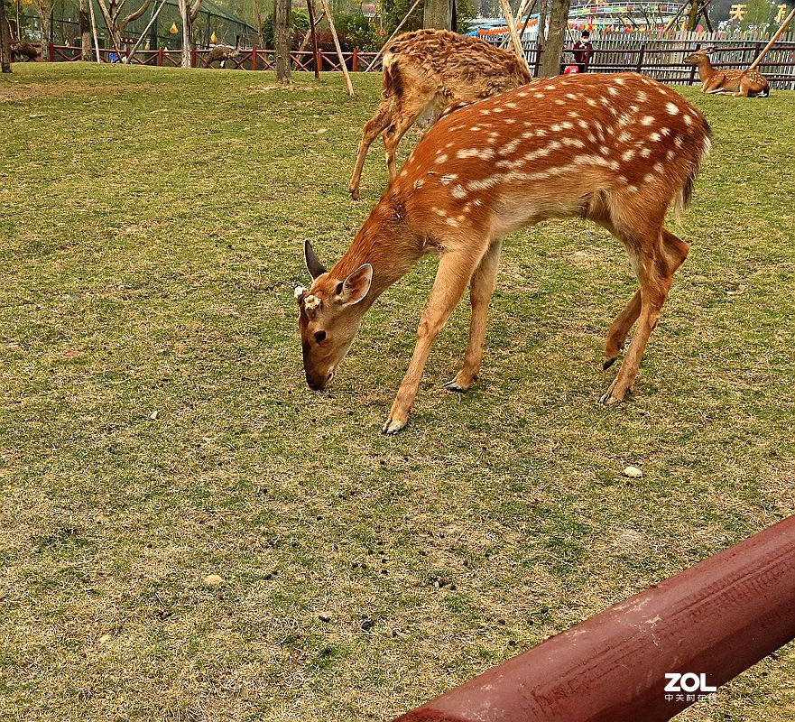 [ 成 都 市 音 乐 百 花 谷 萌宠乐园 ] ( 41 )