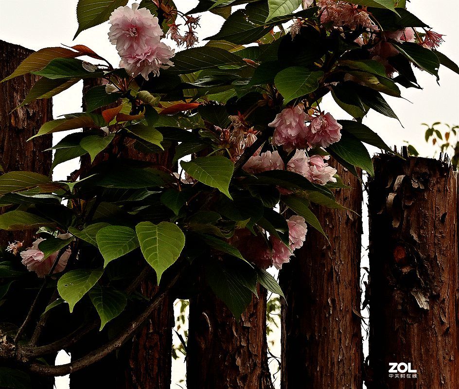 [ 成 都 市 音 乐 百 花 谷 萌宠乐园 ] ( 41 )