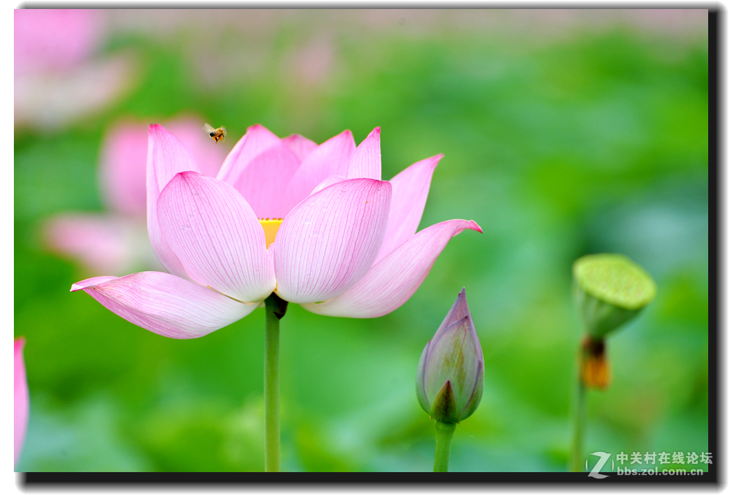 再次拍摄荷花