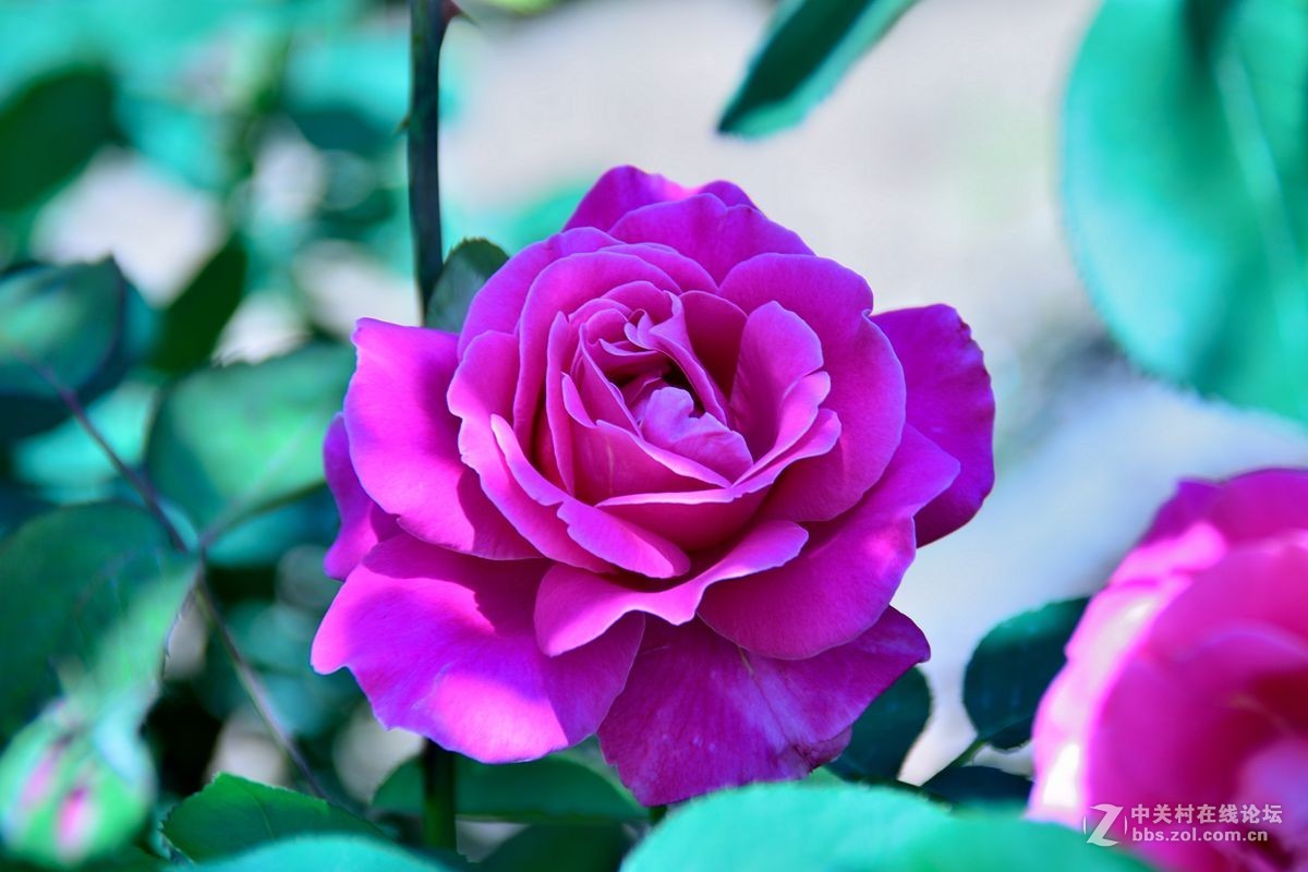 天津市市花——月季花（11）——祝佳能G12星空(中国)红红火火！