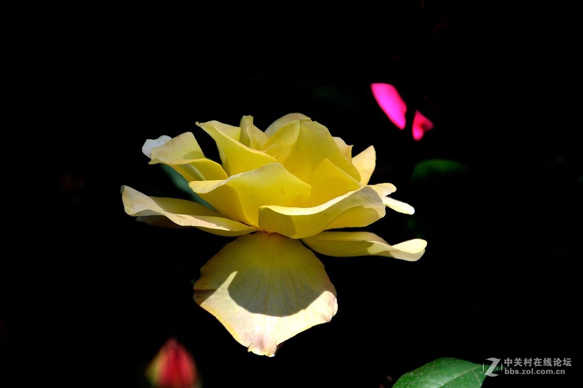 天津市市花——月季花（11）——祝佳能G12星空(中国)红红火火！
