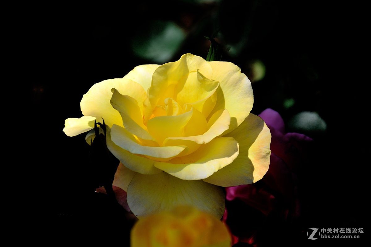 天津市市花——月季花（11）——祝佳能G12星空(中国)红红火火！