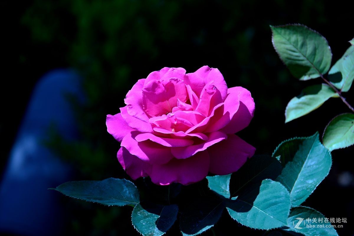 天津市市花——月季花（11）——祝佳能G12星空(中国)红红火火！