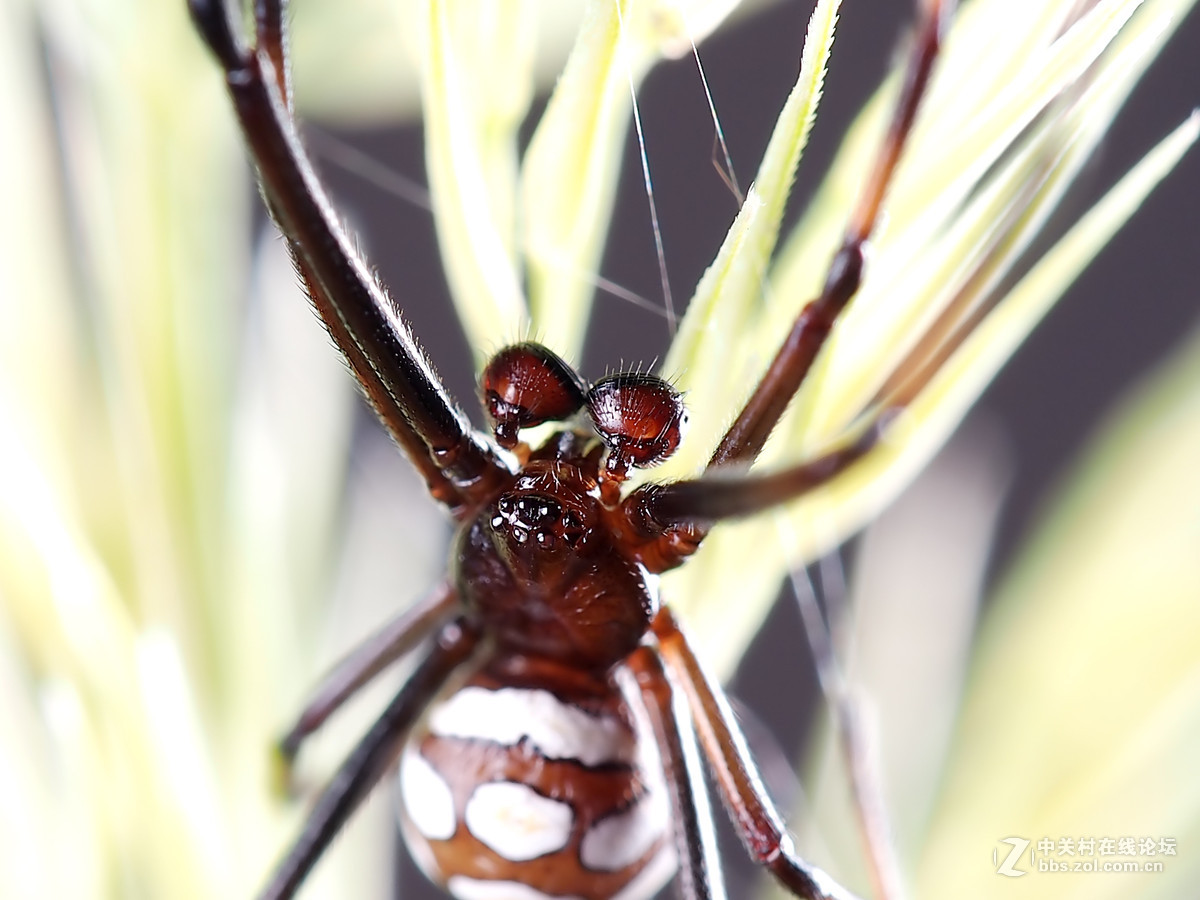 微距049花腹蜘蛛