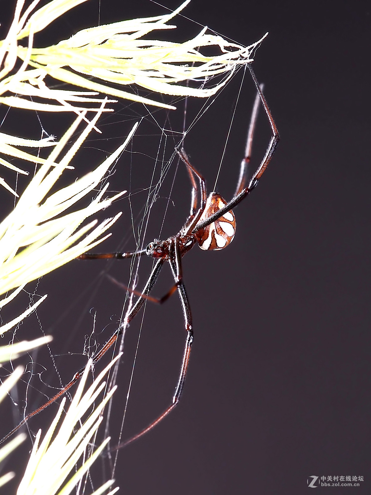 微距049花腹蜘蛛