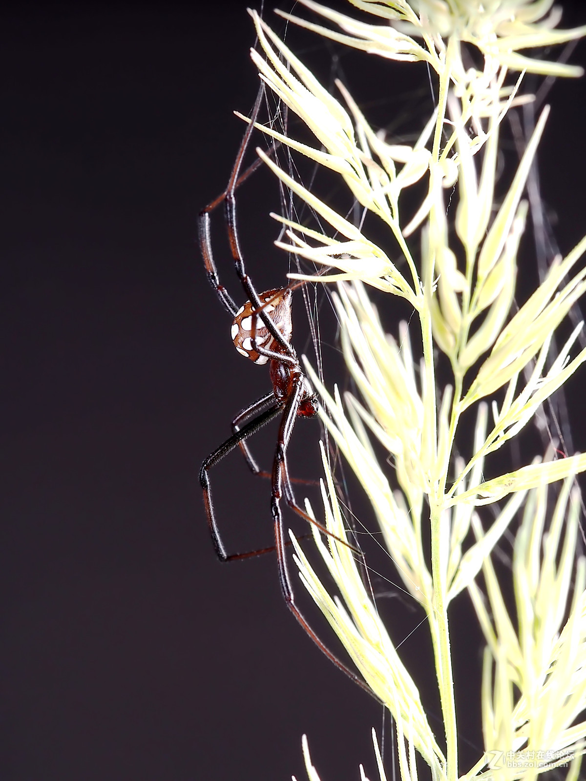 微距049花腹蜘蛛