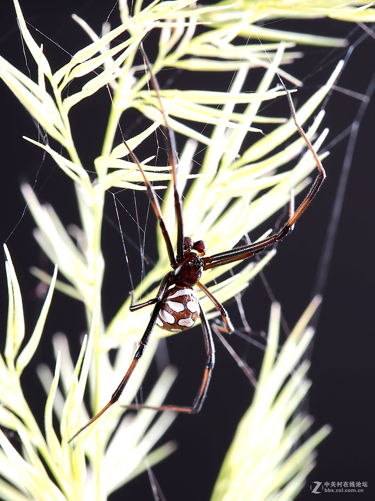 微距049花腹蜘蛛