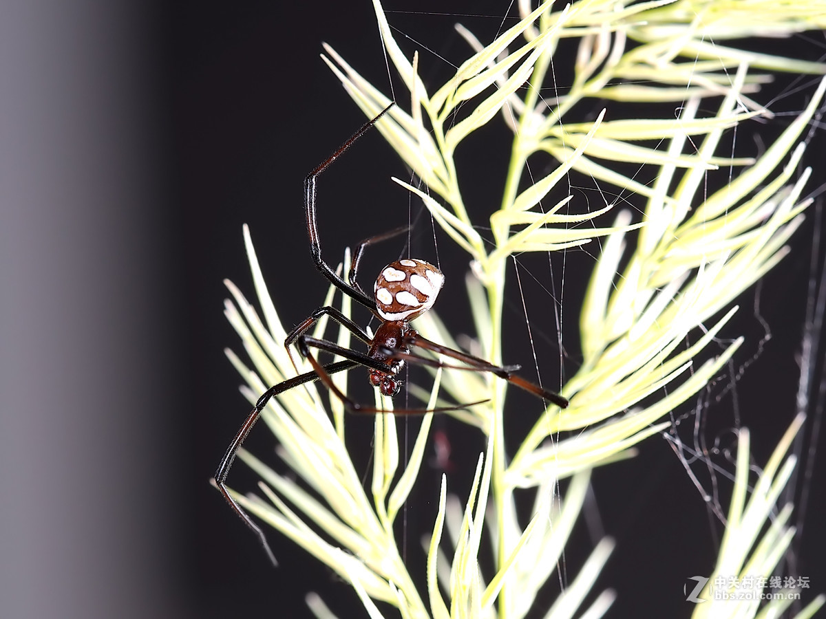 微距049花腹蜘蛛