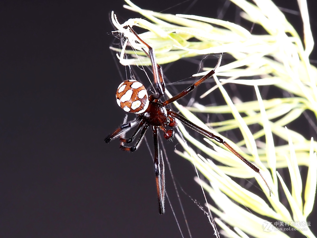 微距049花腹蜘蛛