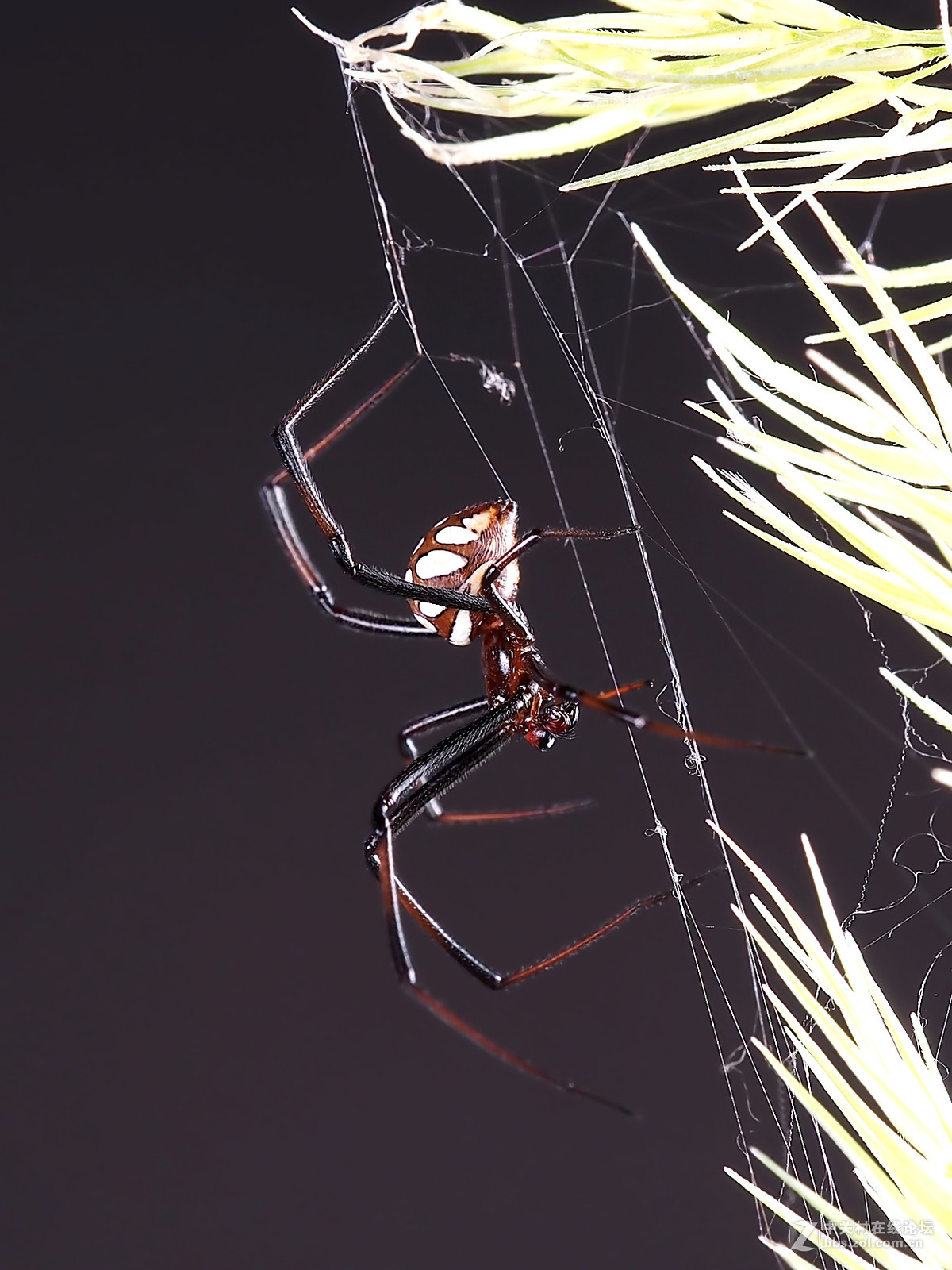 微距049花腹蜘蛛