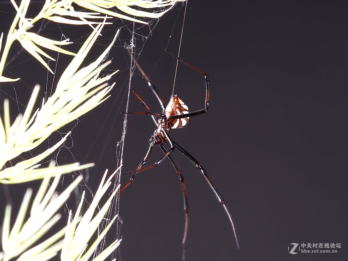 微距049花腹蜘蛛