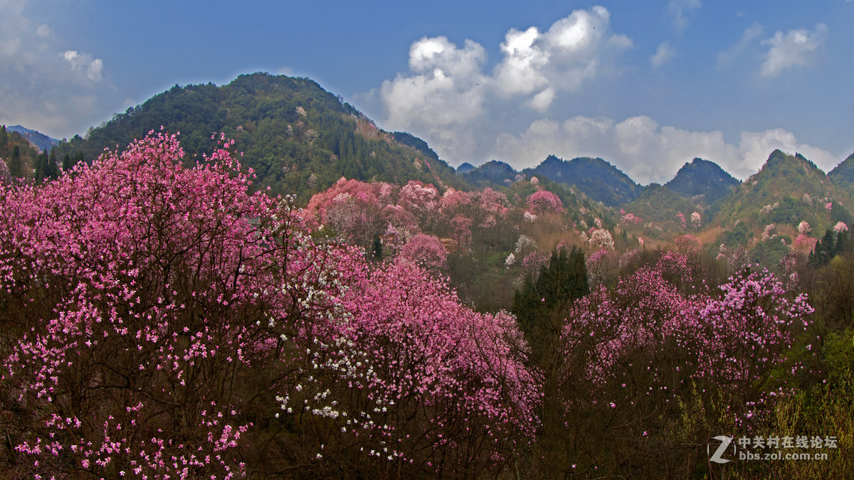 鸟机再拍四川江油的 辛夷花