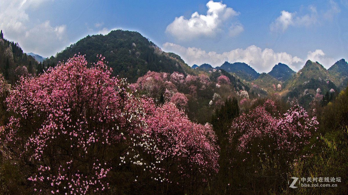 鸟机再拍四川江油的 辛夷花