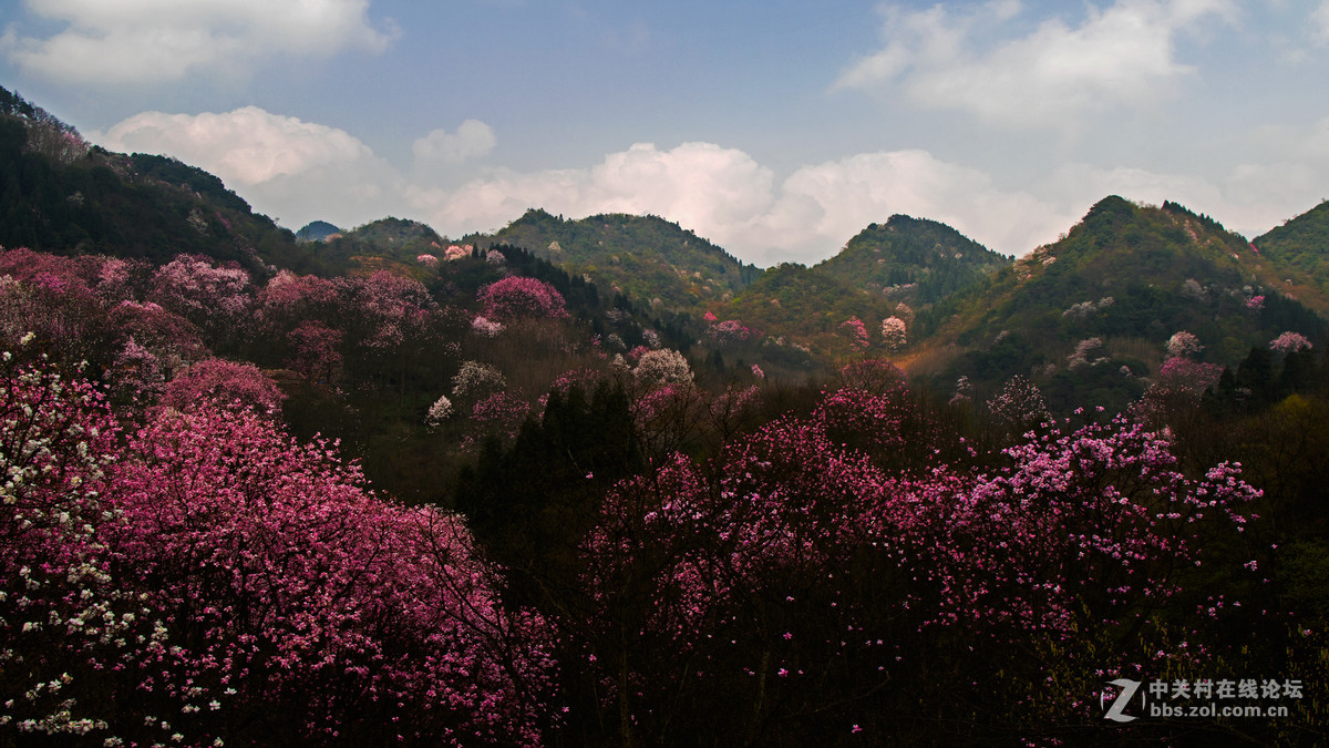 鸟机再拍四川江油的 辛夷花