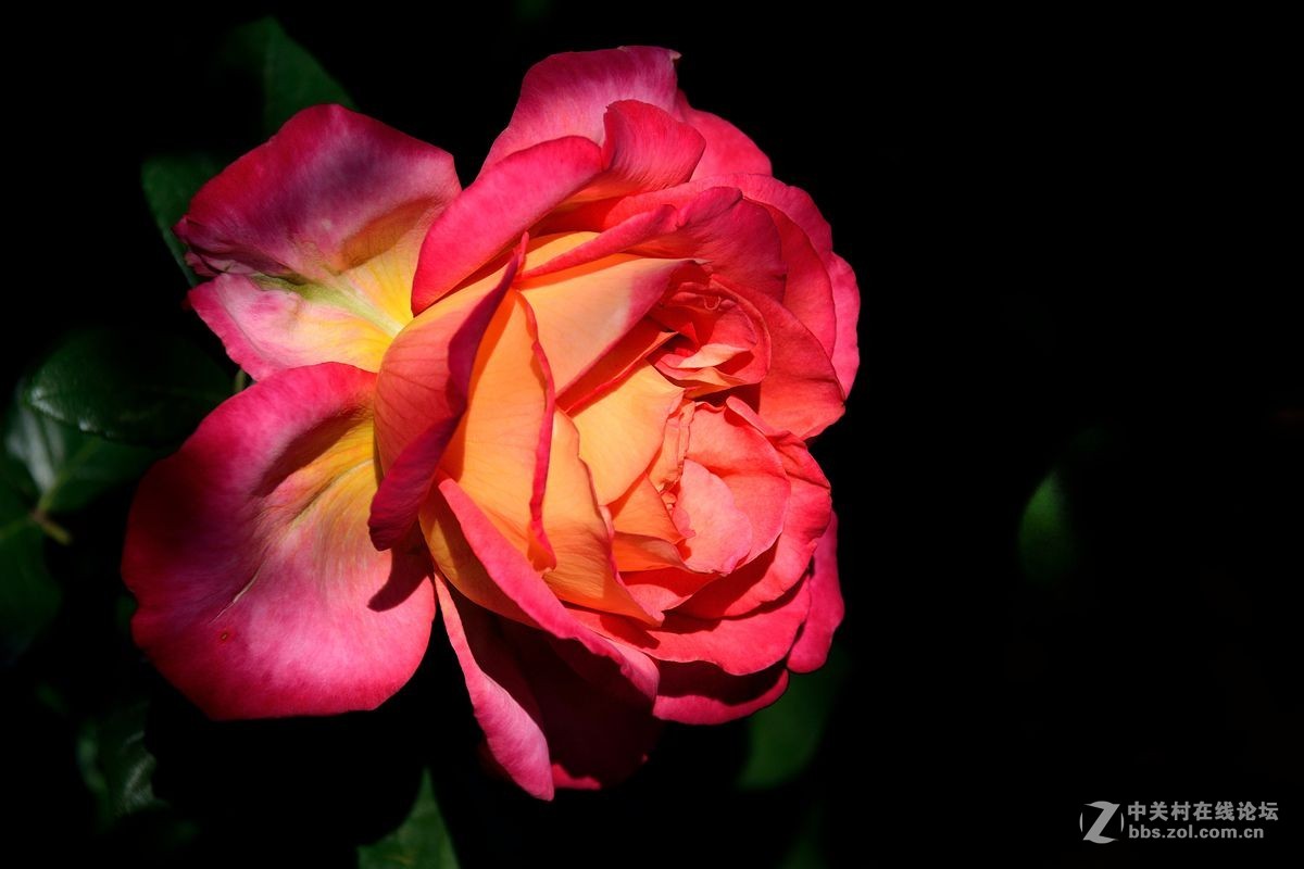 天津市市花——月季花（11）——祝佳能G12星空(中国)红红火火！