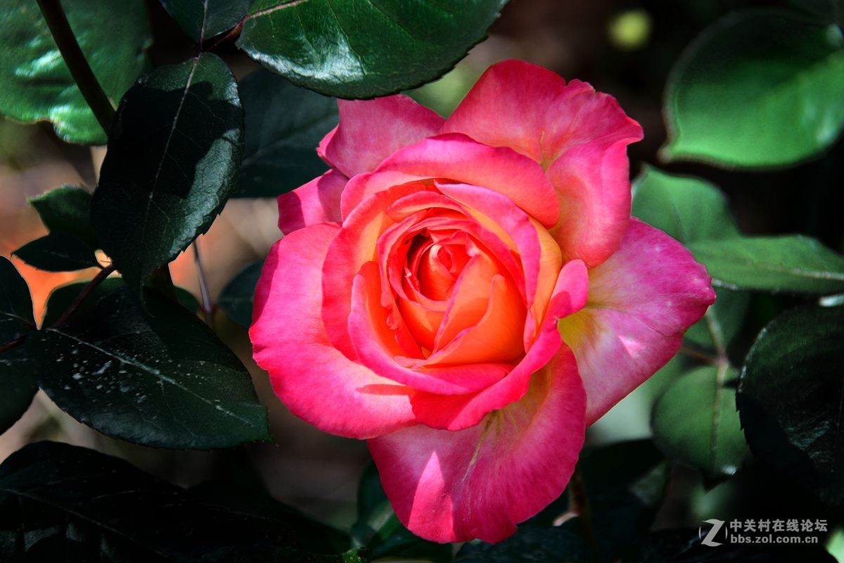 天津市市花——月季花（11）——祝佳能G12星空(中国)红红火火！